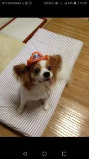 _^6段10枚組9,900円 トリマートリミング練習用毛糸 - メルカリ