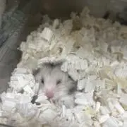 すなの画像