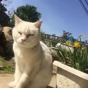 くまの画像
