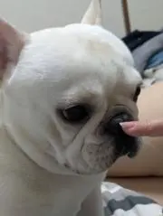 KARの画像