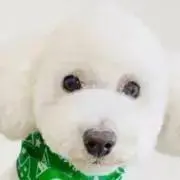 りちゃの画像