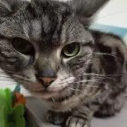 satoの画像