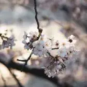 DEVILOOF 幹太 チェキ 9枚② - メルカリ