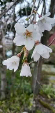 すーの画像