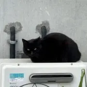 momo99の画像