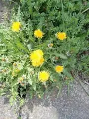 ききの画像