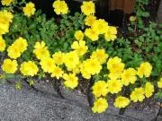 ha-ruの画像