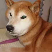 柴犬ゴン太