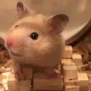 まつの画像