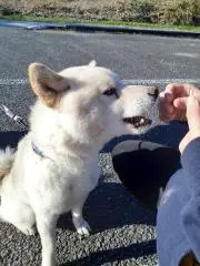かな