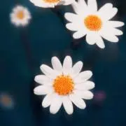 *花*(*^_^*)の画像
