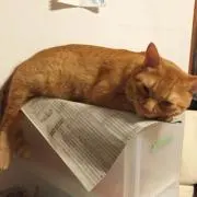 葎の画像
