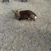 ナウトの画像