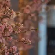manyaの画像