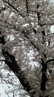 Asaの画像