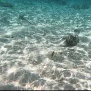 RKNの画像