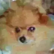 Mちゃん　24h以内発送の画像
