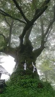 DARIAの画像