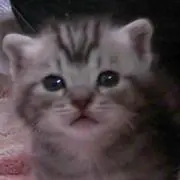 にゃー吉