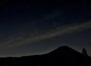 レモンツリーの画像