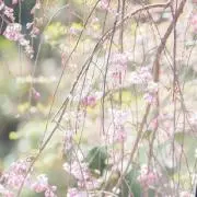Yukiの画像