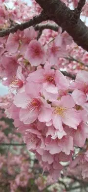 春来san  ♪♪♪の画像