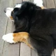 Baniの画像
