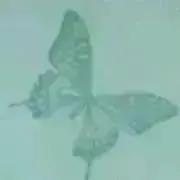 サクラトートの画像