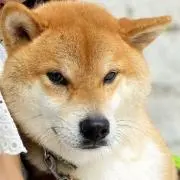 コテ