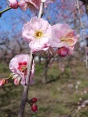 古着·雑貨の花*花の画像