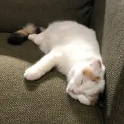 初心者