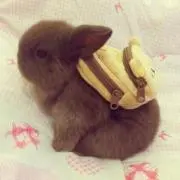 綾っぺ