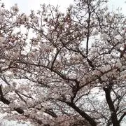 さくらの画像