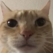 SOTARの画像