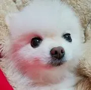 T熊の画像
