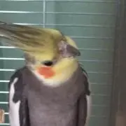 ピーちゃんの画像