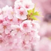 jyunmaruの画像