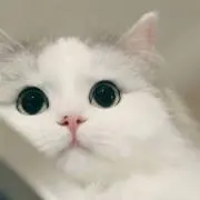 キメの画像