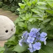 かよっぺの画像