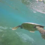それがし