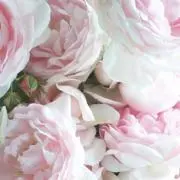 キャサリンの画像