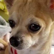 シャラの画像