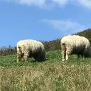 カンコママ