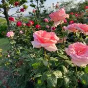 9/4まで】QuizKnock カルタ 山本祥彰まとめ売り - メルカリ