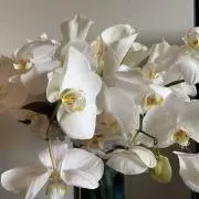秋の画像