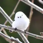 daroの画像