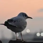 ゼッキー