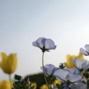 藤の画像
