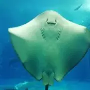 ピノの画像