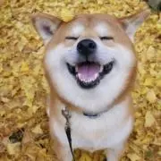 はらも